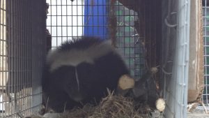 Removing Skunks Under My House