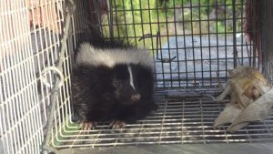 Little guys like this one have trouble holding on to their spray, and even a successful relocation could involve some cleanup.