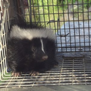 Little guys like this one have trouble holding on to their spray, and even a successful relocation could involve some cleanup.