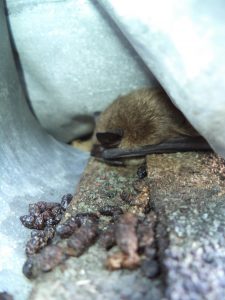 Bat Guano Removal Monroe Maine