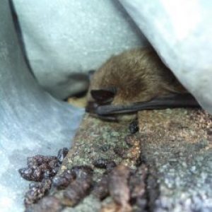 Bat Guano Removal Monroe Maine