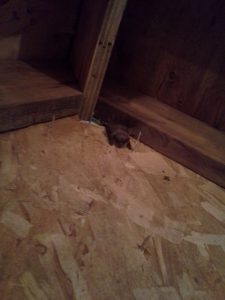 Maine Wildlife Management found a Little Brown bat during an attic inspection