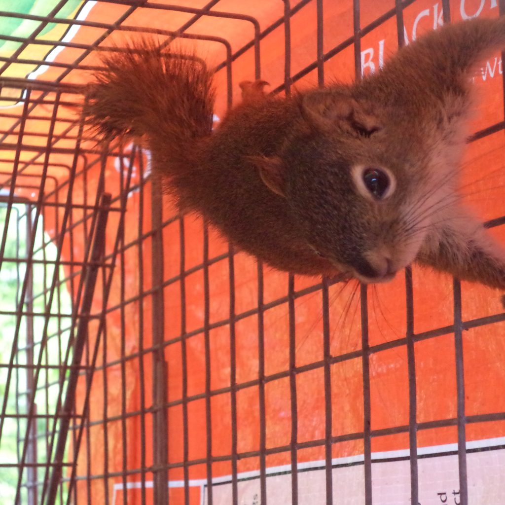 A juvenile red squirrel runnign around inside one of Maine Wildlife
