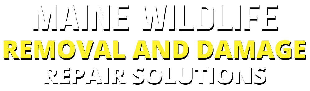 Maine wildlife removal and damage repair solution