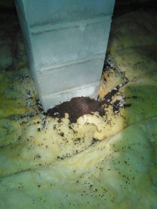 How do bats get in your home?