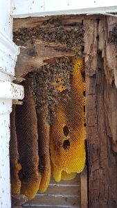 honey bee swarm removal maine