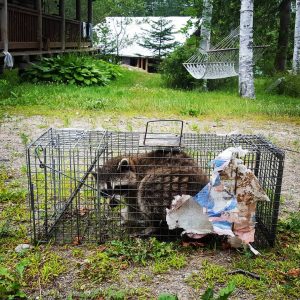 Relocation, Translocation, and Catching Unexpected Animals