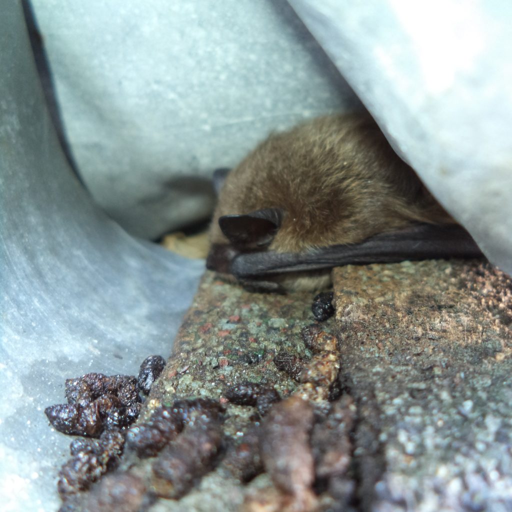 MWM Podcast 009 Bats that are Flying Inside Your Home Maine Wildlife Man