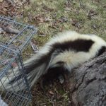 Maine Wildlife Management humanely releasing a skunk into a new home