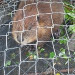 Maine-Wildlife-Management-with-a-live-caught-beaver-ready-to-be-relocated