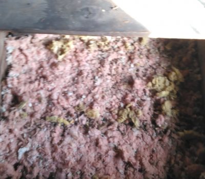 Cleaning Animal Droppings and Insulation in Bangor Maine