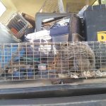 Maine Wildlife Management Gray Squirrel Removal Winterport Maine