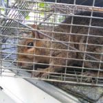 Maine Wildlife Management Squirrel Removal Hampden Maine