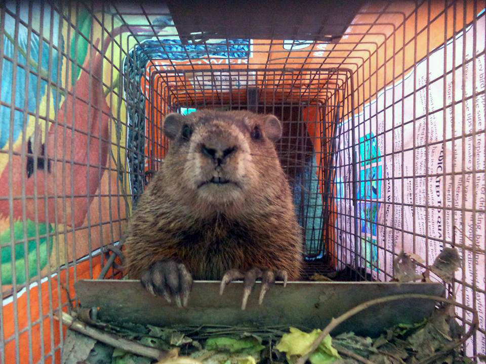 MWM Podcast 007 Groundhog trapping, removal, and advice