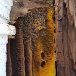 honey bee swarm removal maine