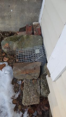 Skunk Removal Using One Way Doors in Bucksport Maine