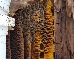 Honey Bee Swarm Removal Maine
