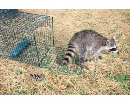 Raccoon Concerns in Bangor, Maine