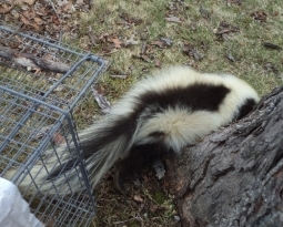 The Warning Signs of Skunks