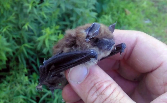 maine wildlife Removal bat