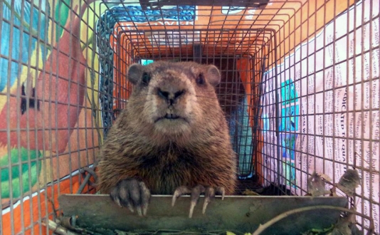 maine wildlife Removal groundhog