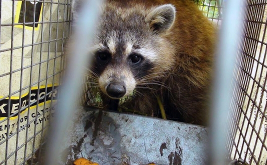 maine wildlife Removal raccoon