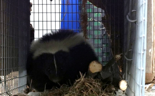 maine wildlife Removal skunk